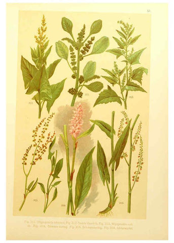 Reproducción/Reproduction 6436800709: Onze flora Zutphen,W.J. Thieme,1900