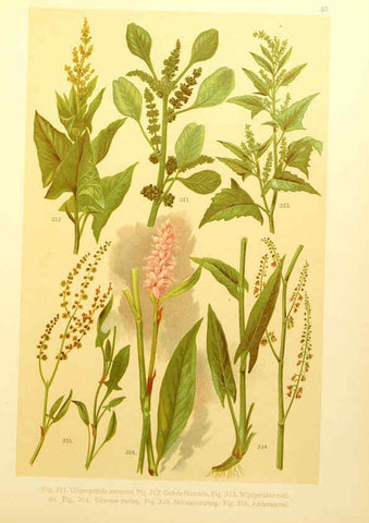 Reproducción/Reproduction 6436800709: Onze flora Zutphen,W.J. Thieme,1900