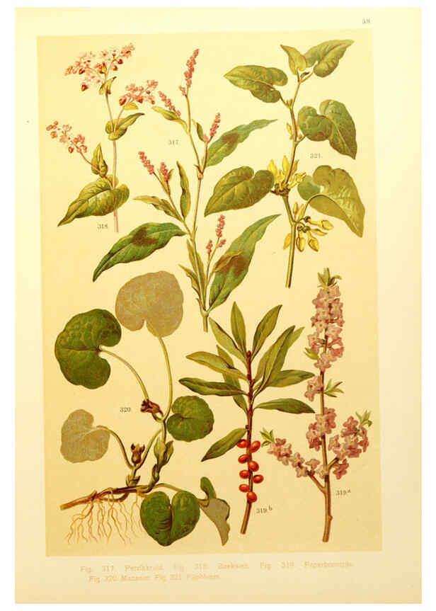 Reproducción/Reproduction 6436801077: Onze flora Zutphen,W.J. Thieme,1900