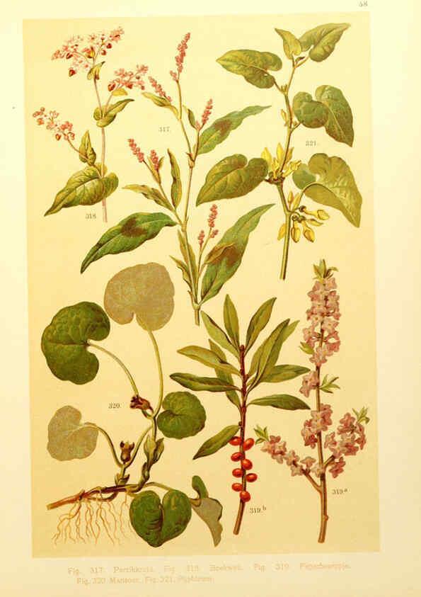 Reproducción/Reproduction 6436801077: Onze flora Zutphen,W.J. Thieme,1900