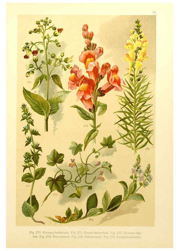 Reproducción/Reproduction 6436797683: Onze flora Zutphen,W.J. Thieme,1900
