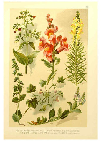Reproducción/Reproduction 6436797683: Onze flora Zutphen,W.J. Thieme,1900