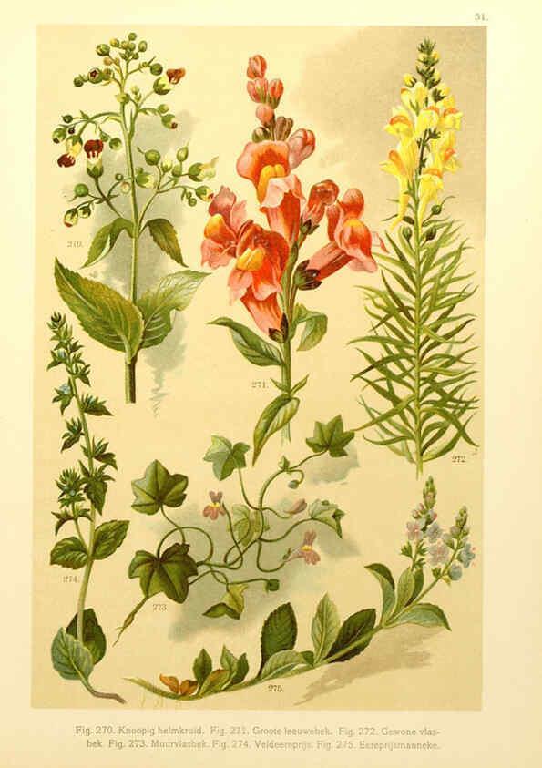 Reproducción/Reproduction 6436797683: Onze flora Zutphen,W.J. Thieme,1900