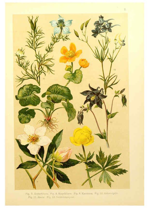 Reproducción/Reproduction 6436773225: Onze flora Zutphen,W.J. Thieme,1900