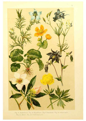 Reproducción/Reproduction 6436773225: Onze flora Zutphen,W.J. Thieme,1900