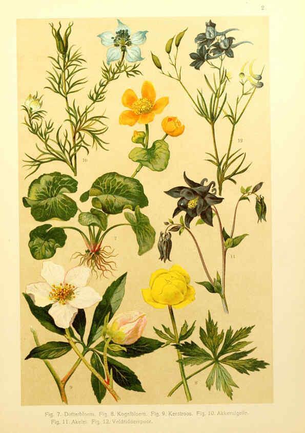 Reproducción/Reproduction 6436773225: Onze flora Zutphen,W.J. Thieme,1900