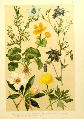 Reproducción/Reproduction 6436773225: Onze flora Zutphen,W.J. Thieme,1900