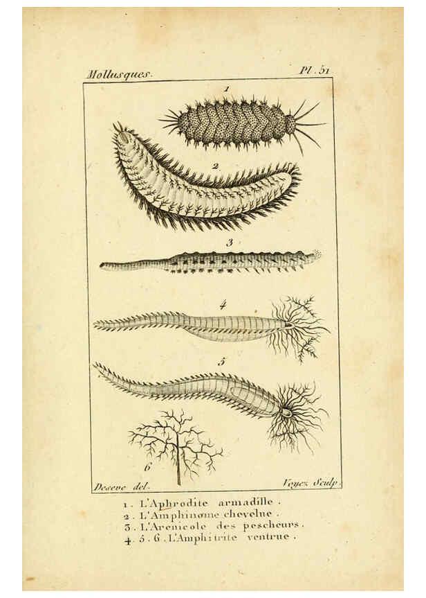 Reproducción/Reproduction 6436528177: Atlas des mollusques Paris :Roret, libraire, Rue Hautefeuille, au coin de celle du battoir,[182-?] 