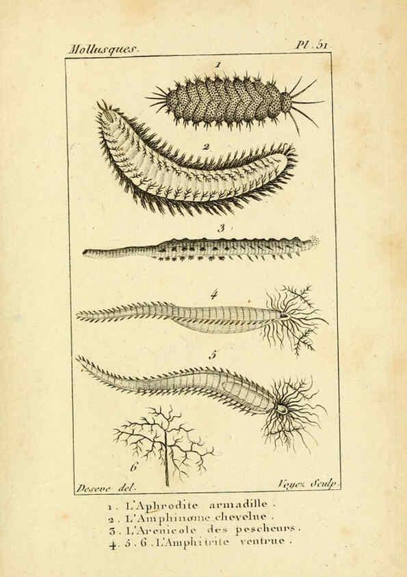 Reproducción/Reproduction 6436528177: Atlas des mollusques Paris :Roret, libraire, Rue Hautefeuille, au coin de celle du battoir,[182-?] 