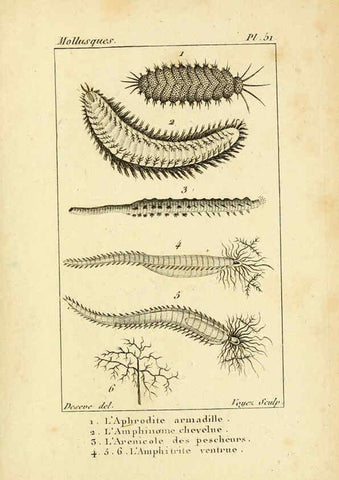 Reproducción/Reproduction 6436528177: Atlas des mollusques Paris :Roret, libraire, Rue Hautefeuille, au coin de celle du battoir,[182-?] 