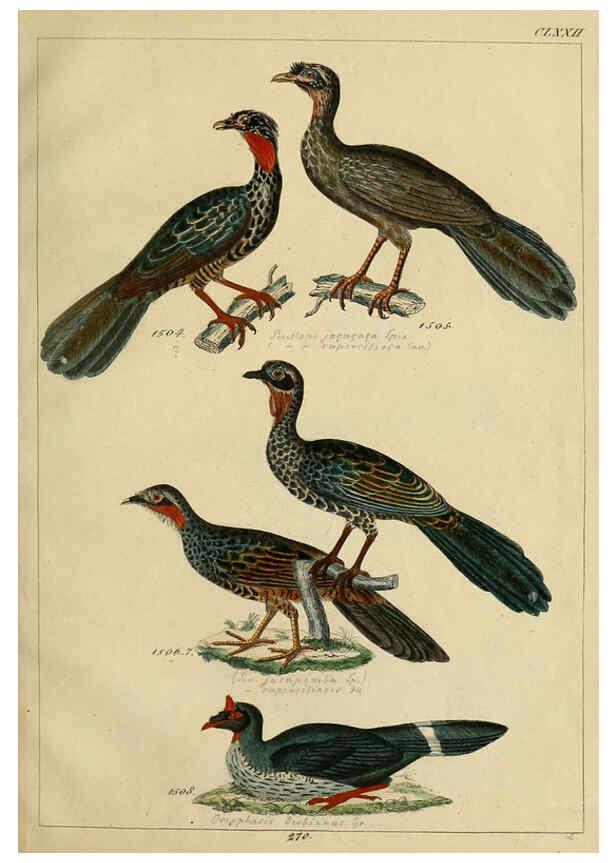 Reproducción/Reproduction 6436437729: Central Atlas für zoologische Gärten. Part 1,5. Dresden ;Expedition der vollständigste Naturgeschichte, [puis] E. Blochman, [etc.],1862- 