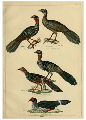 Reproducción/Reproduction 6436437729: Central Atlas für zoologische Gärten. Part 1,5. Dresden ;Expedition der vollständigste Naturgeschichte, [puis] E. Blochman, [etc.],1862- 