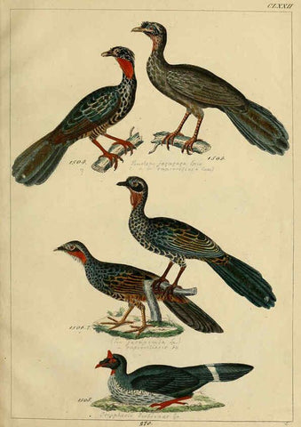 Reproducción/Reproduction 6436437729: Central Atlas für zoologische Gärten. Part 1,5. Dresden ;Expedition der vollständigste Naturgeschichte, [puis] E. Blochman, [etc.],1862- 