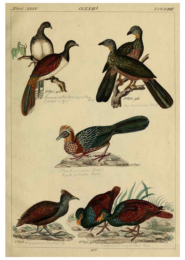 Reproducción/Reproduction 6436438195: Central Atlas für zoologische Gärten. Part 1,5. Dresden ;Expedition der vollständigste Naturgeschichte, [puis] E. Blochman, [etc.],1862- 