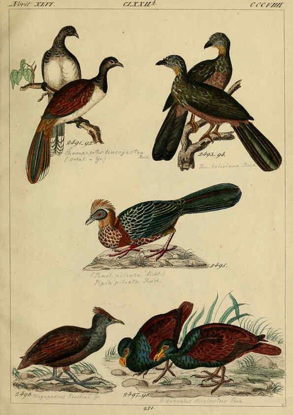 Reproducción/Reproduction 6436438195: Central Atlas für zoologische Gärten. Part 1,5. Dresden ;Expedition der vollständigste Naturgeschichte, [puis] E. Blochman, [etc.],1862- 
