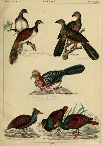 Reproducción/Reproduction 6436438195: Central Atlas für zoologische Gärten. Part 1,5. Dresden ;Expedition der vollständigste Naturgeschichte, [puis] E. Blochman, [etc.],1862- 
