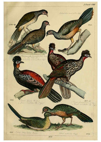 Reproducción/Reproduction 6436438553: Central Atlas für zoologische Gärten. Part 1,5. Dresden ;Expedition der vollständigste Naturgeschichte, [puis] E. Blochman, [etc.],1862- 