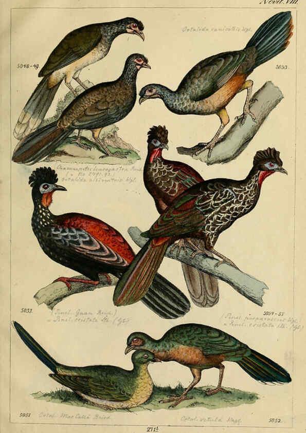 Reproducción/Reproduction 6436438553: Central Atlas für zoologische Gärten. Part 1,5. Dresden ;Expedition der vollständigste Naturgeschichte, [puis] E. Blochman, [etc.],1862- 