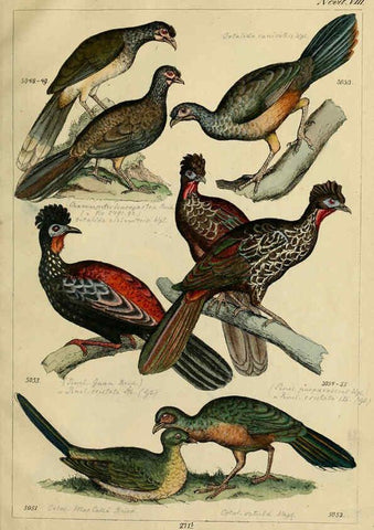 Reproducción/Reproduction 6436438553: Central Atlas für zoologische Gärten. Part 1,5. Dresden ;Expedition der vollständigste Naturgeschichte, [puis] E. Blochman, [etc.],1862- 
