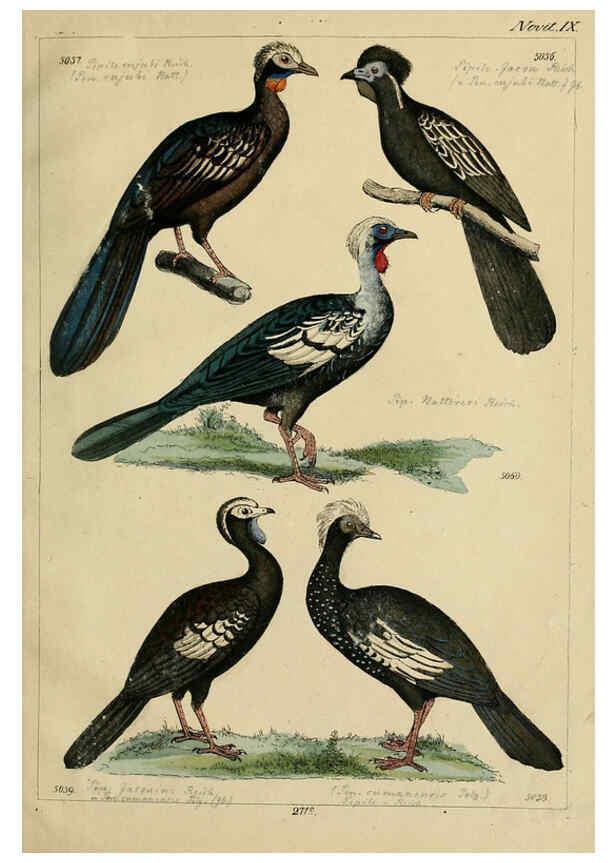 Reproducción/Reproduction 6436438981: Central Atlas für zoologische Gärten. Part 1,5. Dresden ;Expedition der vollständigste Naturgeschichte, [puis] E. Blochman, [etc.],1862- 