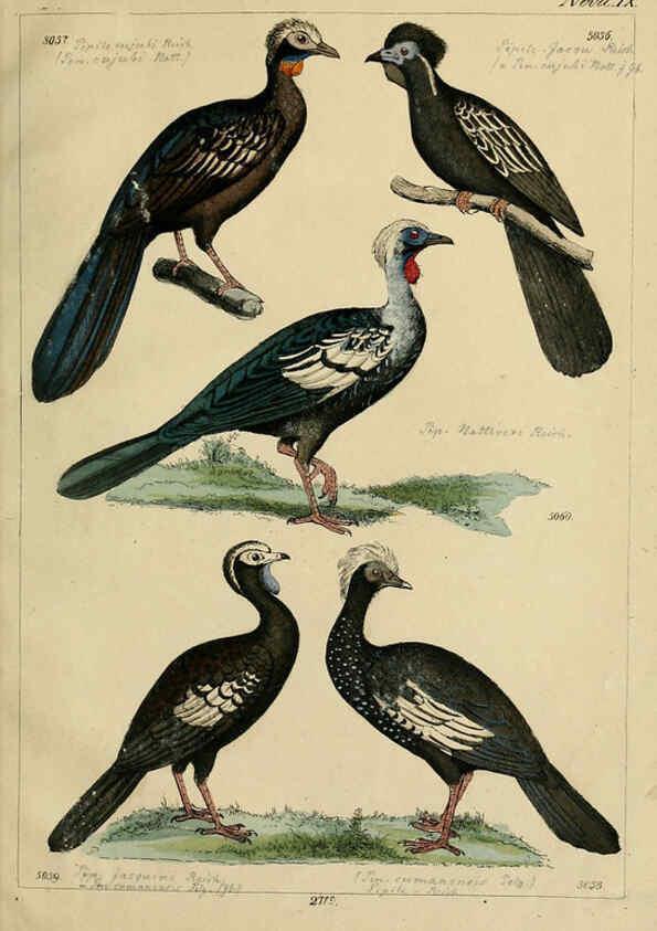 Reproducción/Reproduction 6436438981: Central Atlas für zoologische Gärten. Part 1,5. Dresden ;Expedition der vollständigste Naturgeschichte, [puis] E. Blochman, [etc.],1862- 