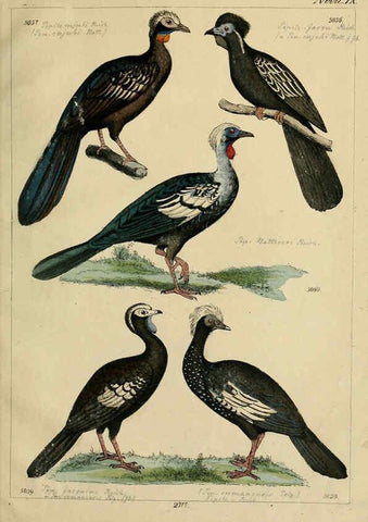 Reproducción/Reproduction 6436438981: Central Atlas für zoologische Gärten. Part 1,5. Dresden ;Expedition der vollständigste Naturgeschichte, [puis] E. Blochman, [etc.],1862- 