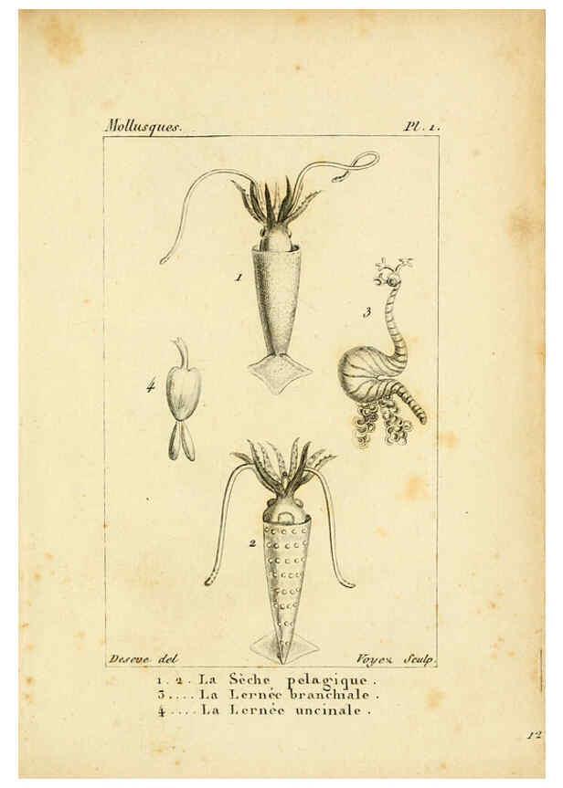Reproducción/Reproduction 6436502563: Atlas des mollusques Paris :Roret, libraire, Rue Hautefeuille, au coin de celle du battoir,[182-?] 