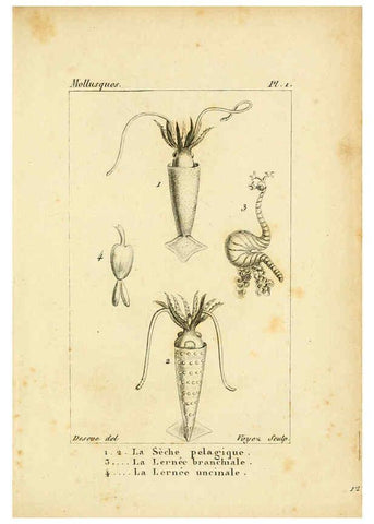 Reproducción/Reproduction 6436502563: Atlas des mollusques Paris :Roret, libraire, Rue Hautefeuille, au coin de celle du battoir,[182-?] 