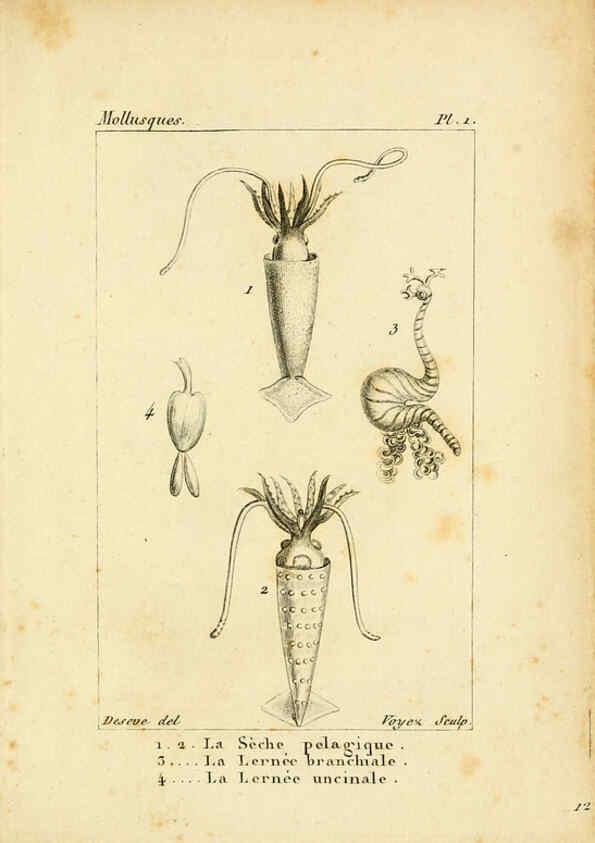 Reproducción/Reproduction 6436502563: Atlas des mollusques Paris :Roret, libraire, Rue Hautefeuille, au coin de celle du battoir,[182-?] 