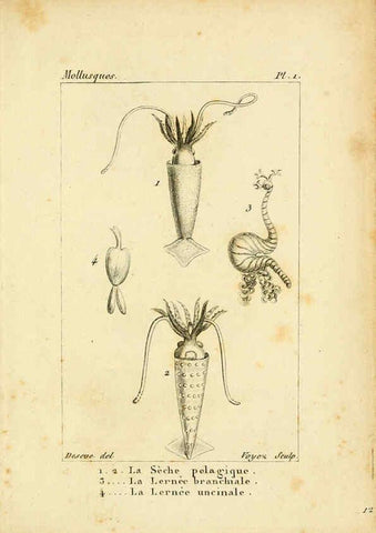 Reproducción/Reproduction 6436502563: Atlas des mollusques Paris :Roret, libraire, Rue Hautefeuille, au coin de celle du battoir,[182-?] 
