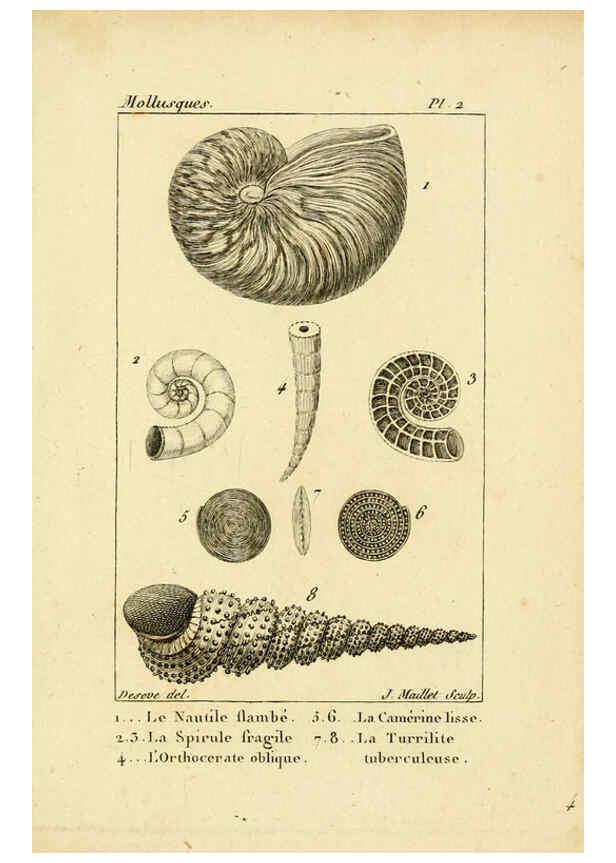 Reproducción/Reproduction 6436503117: Atlas des mollusques Paris :Roret, libraire, Rue Hautefeuille, au coin de celle du battoir,[182-?] 