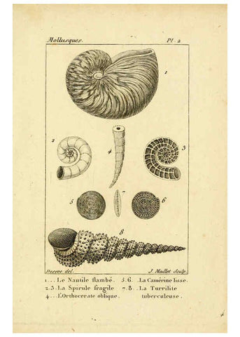 Reproducción/Reproduction 6436503117: Atlas des mollusques Paris :Roret, libraire, Rue Hautefeuille, au coin de celle du battoir,[182-?] 