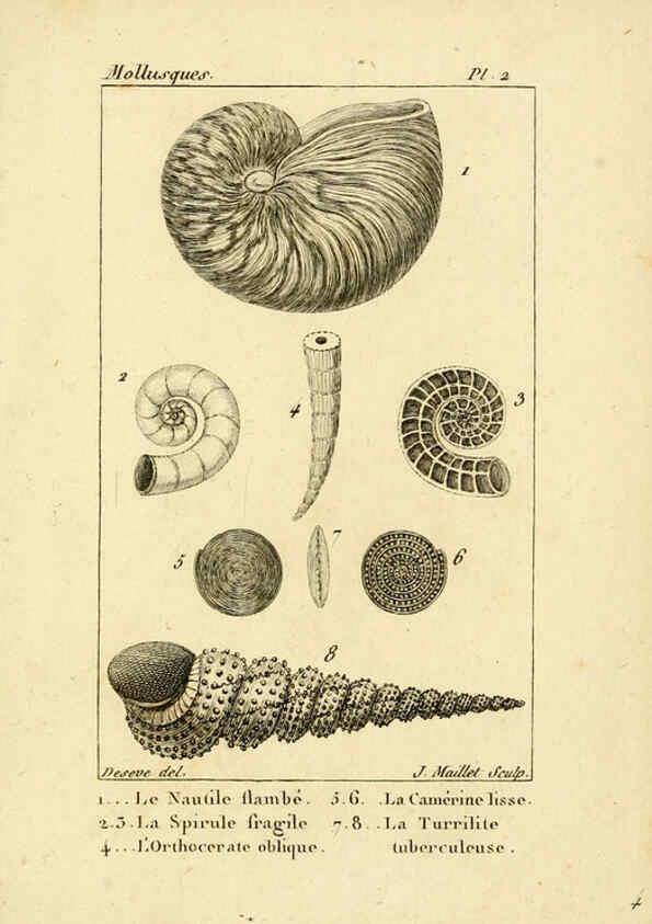 Reproducción/Reproduction 6436503117: Atlas des mollusques Paris :Roret, libraire, Rue Hautefeuille, au coin de celle du battoir,[182-?] 