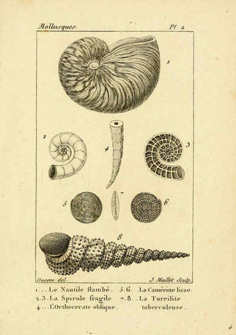 Reproducción/Reproduction 6436503117: Atlas des mollusques Paris :Roret, libraire, Rue Hautefeuille, au coin de celle du battoir,[182-?] 