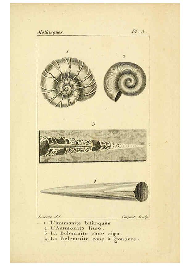 Reproducción/Reproduction 6436503493: Atlas des mollusques Paris :Roret, libraire, Rue Hautefeuille, au coin de celle du battoir,[182-?] 