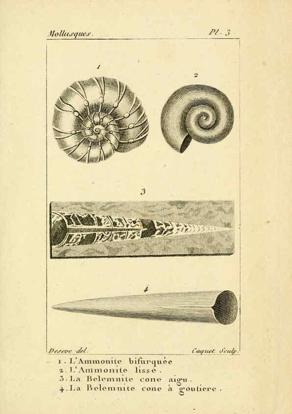 Reproducción/Reproduction 6436503493: Atlas des mollusques Paris :Roret, libraire, Rue Hautefeuille, au coin de celle du battoir,[182-?] 