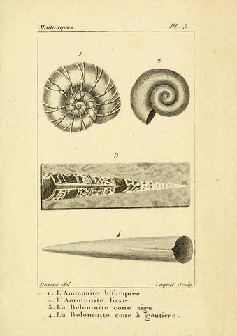 Reproducción/Reproduction 6436503493: Atlas des mollusques Paris :Roret, libraire, Rue Hautefeuille, au coin de celle du battoir,[182-?] 