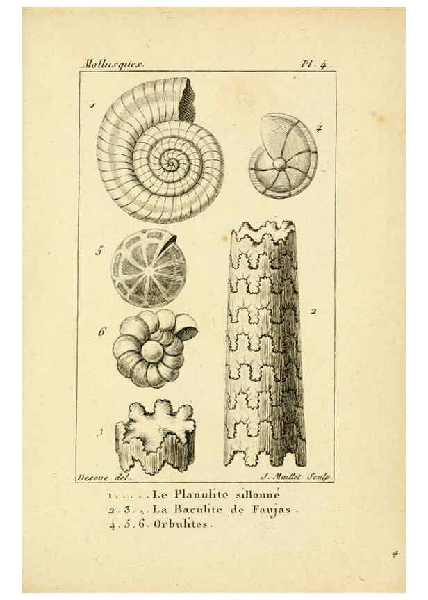 Reproducción/Reproduction 6436504005: Atlas des mollusques Paris :Roret, libraire, Rue Hautefeuille, au coin de celle du battoir,[182-?] 