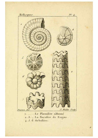 Reproducción/Reproduction 6436504005: Atlas des mollusques Paris :Roret, libraire, Rue Hautefeuille, au coin de celle du battoir,[182-?] 