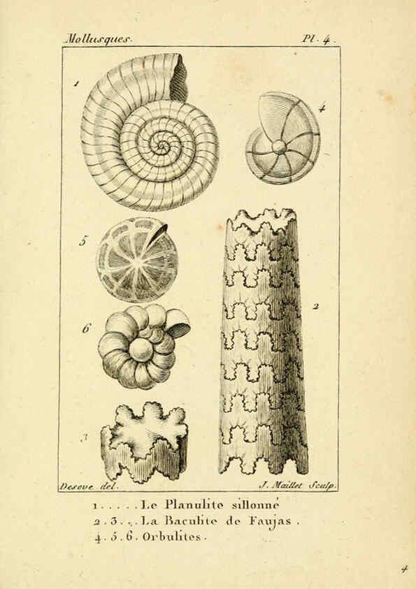 Reproducción/Reproduction 6436504005: Atlas des mollusques Paris :Roret, libraire, Rue Hautefeuille, au coin de celle du battoir,[182-?] 