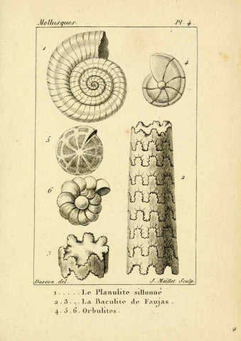 Reproducción/Reproduction 6436504005: Atlas des mollusques Paris :Roret, libraire, Rue Hautefeuille, au coin de celle du battoir,[182-?] 