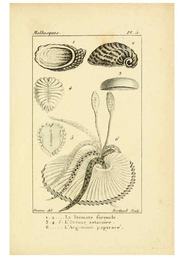 Reproducción/Reproduction 6436504523: Atlas des mollusques Paris :Roret, libraire, Rue Hautefeuille, au coin de celle du battoir,[182-?] 