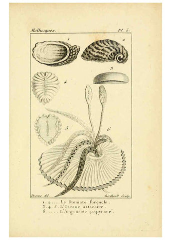 Reproducción/Reproduction 6436504523: Atlas des mollusques Paris :Roret, libraire, Rue Hautefeuille, au coin de celle du battoir,[182-?] 