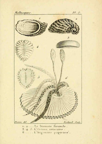 Reproducción/Reproduction 6436504523: Atlas des mollusques Paris :Roret, libraire, Rue Hautefeuille, au coin de celle du battoir,[182-?] 