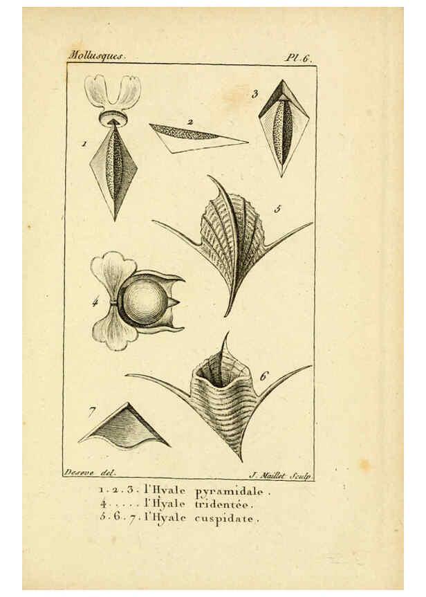 Reproducción/Reproduction 6436504897: Atlas des mollusques Paris :Roret, libraire, Rue Hautefeuille, au coin de celle du battoir,[182-?] 