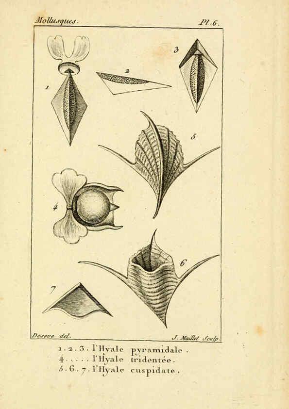 Reproducción/Reproduction 6436504897: Atlas des mollusques Paris :Roret, libraire, Rue Hautefeuille, au coin de celle du battoir,[182-?] 