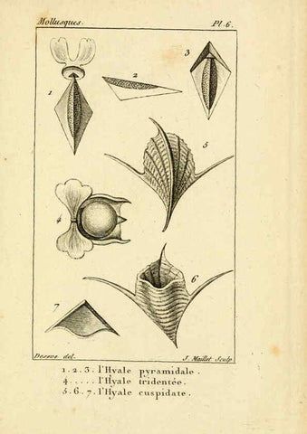 Reproducción/Reproduction 6436504897: Atlas des mollusques Paris :Roret, libraire, Rue Hautefeuille, au coin de celle du battoir,[182-?] 