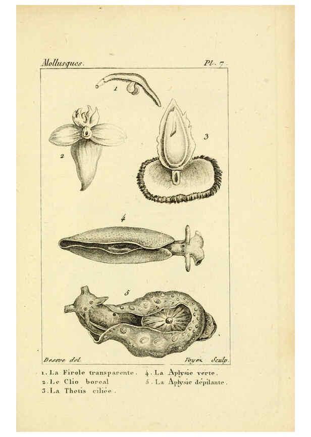 Reproducción/Reproduction 6436505459: Atlas des mollusques Paris :Roret, libraire, Rue Hautefeuille, au coin de celle du battoir,[182-?] 