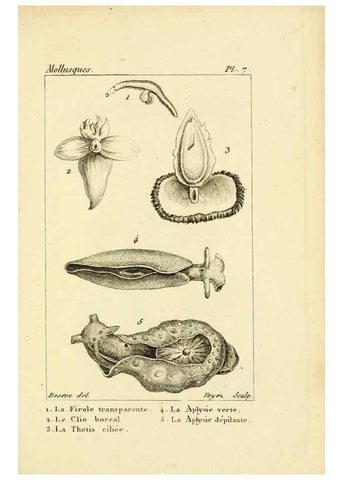 Reproducción/Reproduction 6436505459: Atlas des mollusques Paris :Roret, libraire, Rue Hautefeuille, au coin de celle du battoir,[182-?] 