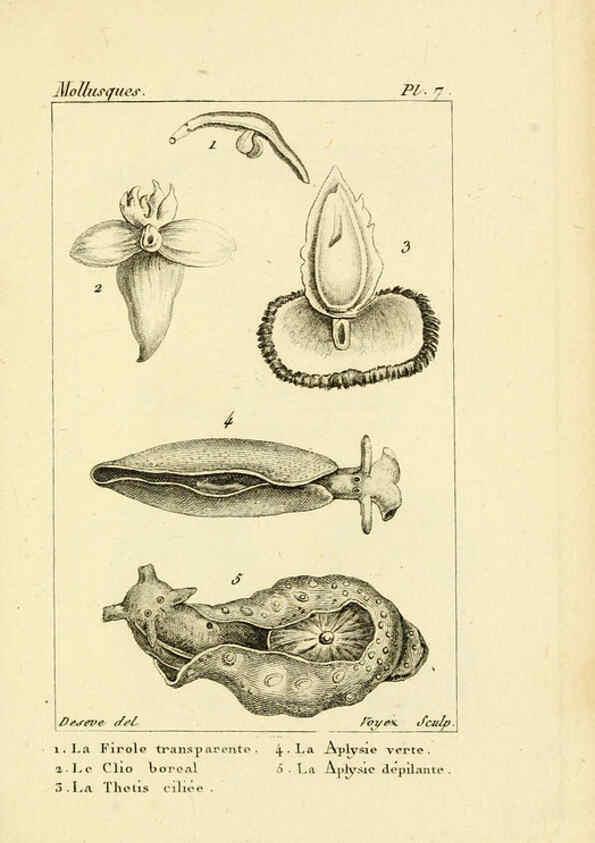 Reproducción/Reproduction 6436505459: Atlas des mollusques Paris :Roret, libraire, Rue Hautefeuille, au coin de celle du battoir,[182-?] 